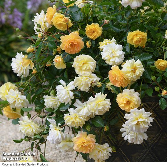 Rose 'Scentifall Lemon'