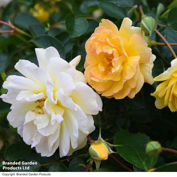 Rose 'Scentifall Lemon'