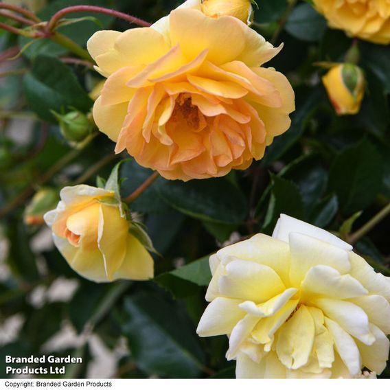 Rose 'Scentifall Lemon'
