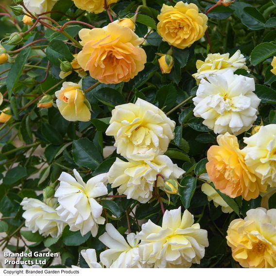 Rose 'Scentifall Lemon'