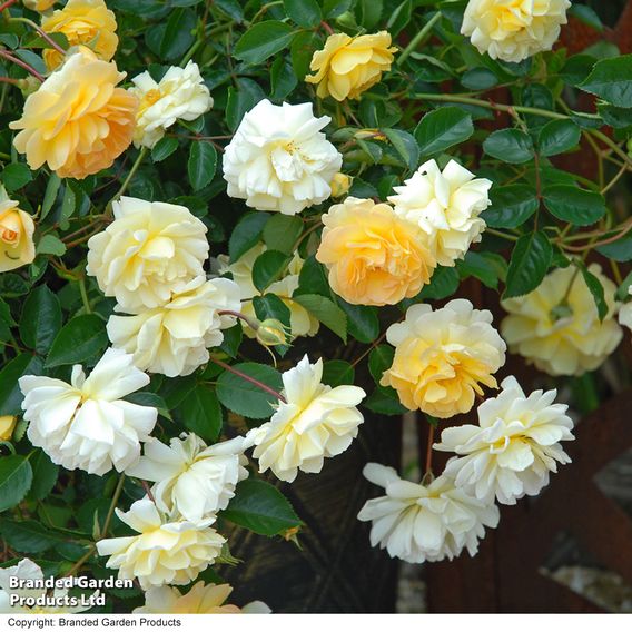 Rose 'Scentifall Lemon'