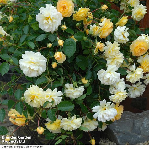 Rose 'Scentifall Lemon'