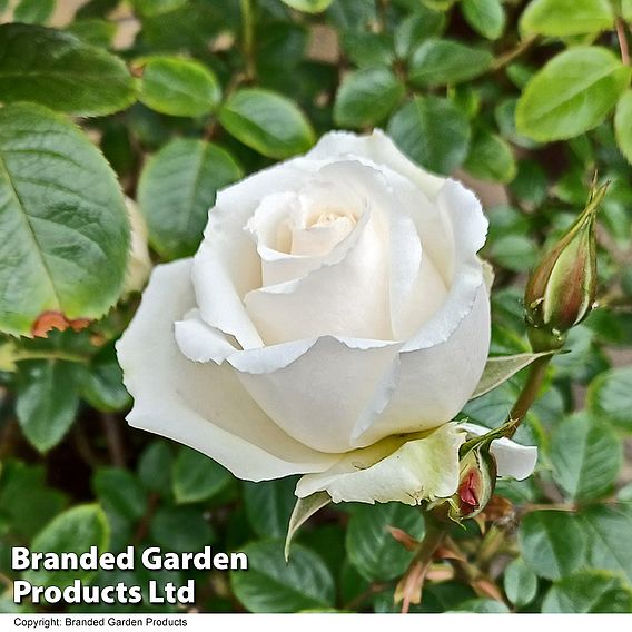 Rose 'Silver Anniversary' (Hybrid Tea Rose)