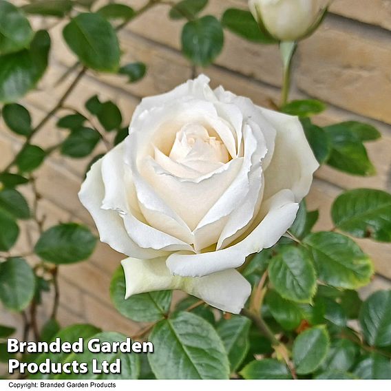 Rose 'Silver Anniversary' (Hybrid Tea Rose)