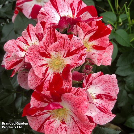 Rose 'Simsalabim' (Abracadabra) (Floribunda)