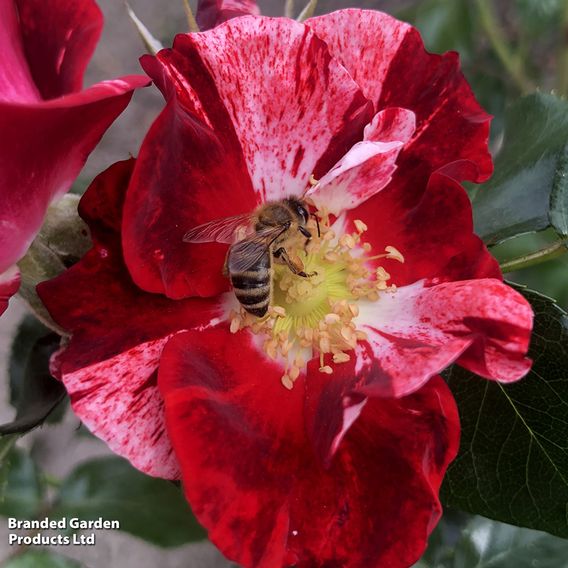 Rose 'Simsalabim' (Abracadabra) (Floribunda)