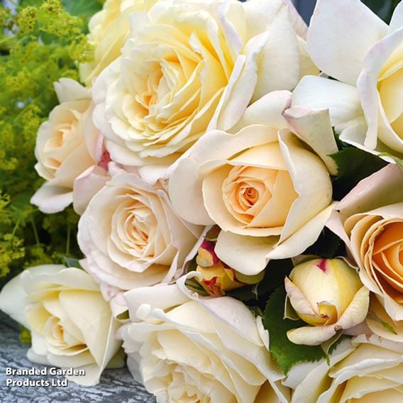 Rose 'Special Day' (Floribunda Rose)