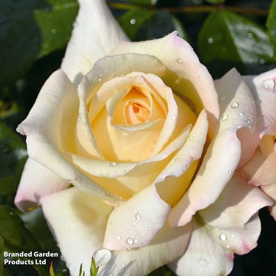 Rose 'Special Day' (Floribunda Rose)
