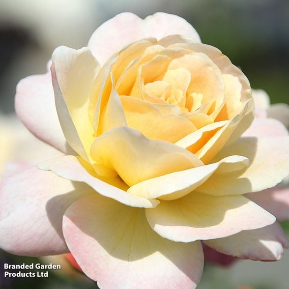 Rose 'Special Day' (Floribunda Rose)