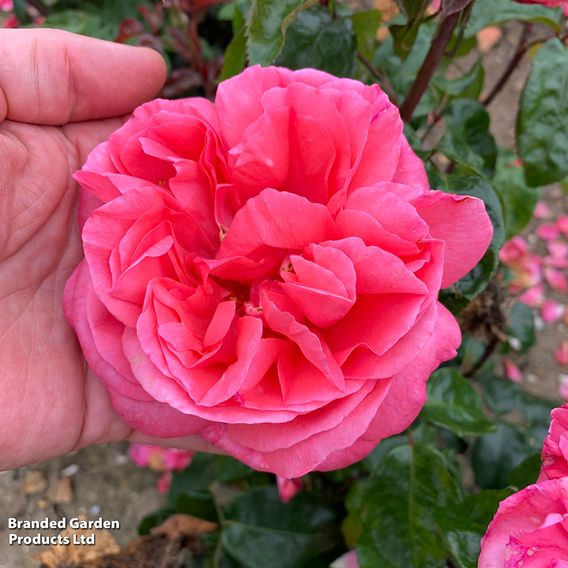 Rose 'Special Anniversary' (Hybrid Tea Rose)