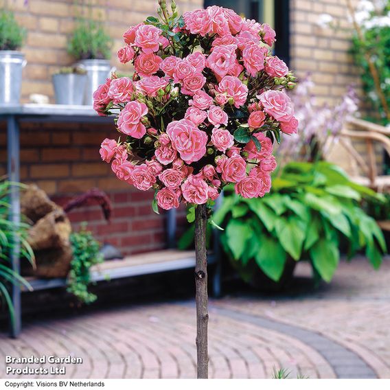 Nurseryman's Choice Rose Standard