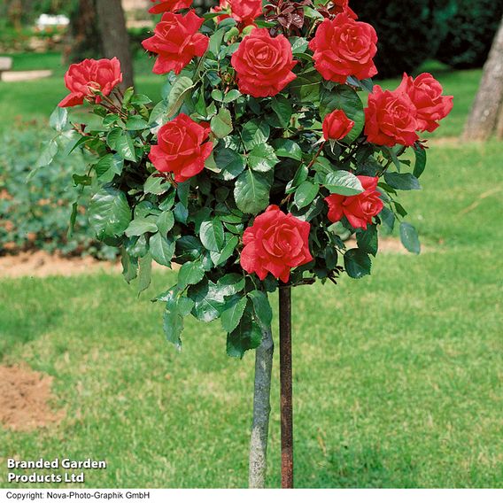 Nurseryman's Choice Rose Standard