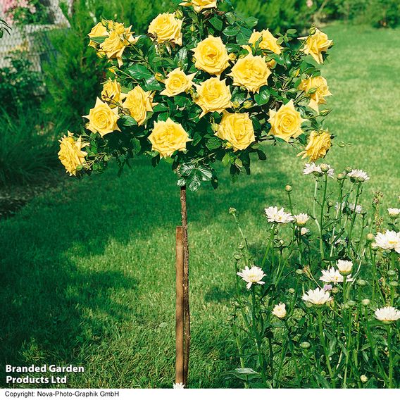 Nurseryman's Choice Rose Standard