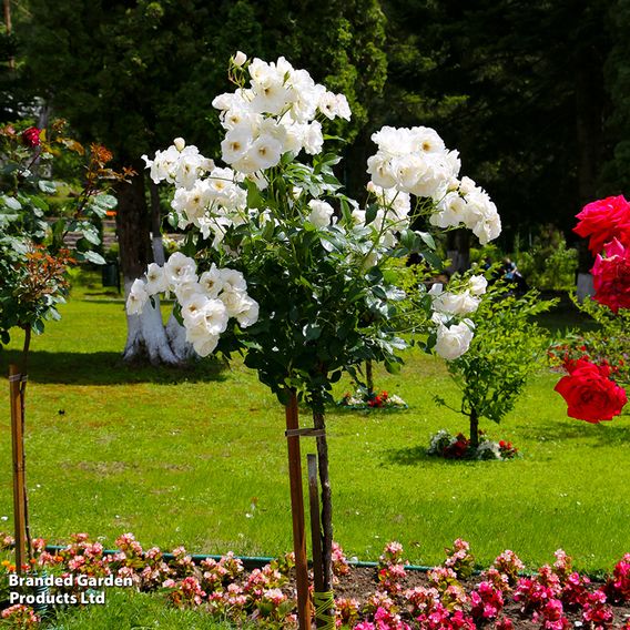 Nurseryman's Choice Rose Standard