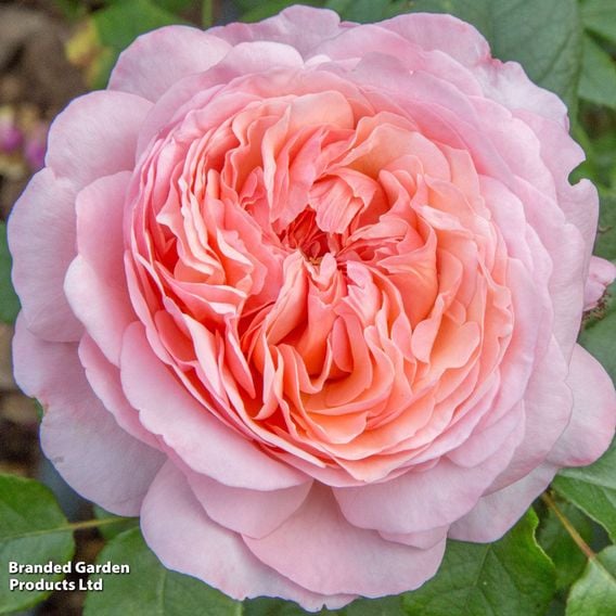 Rose 'Sweet Romantica' (Hybrid Tea)