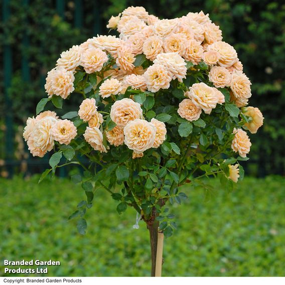 Nurseryman's Choice Rose Standard