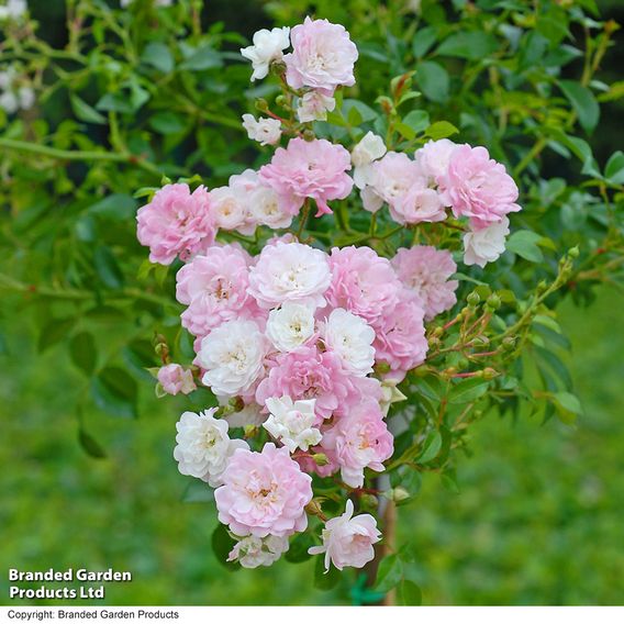Nurseryman's Choice Rose Standard