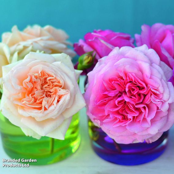 Rose 'Home Florist Timeless' Collection