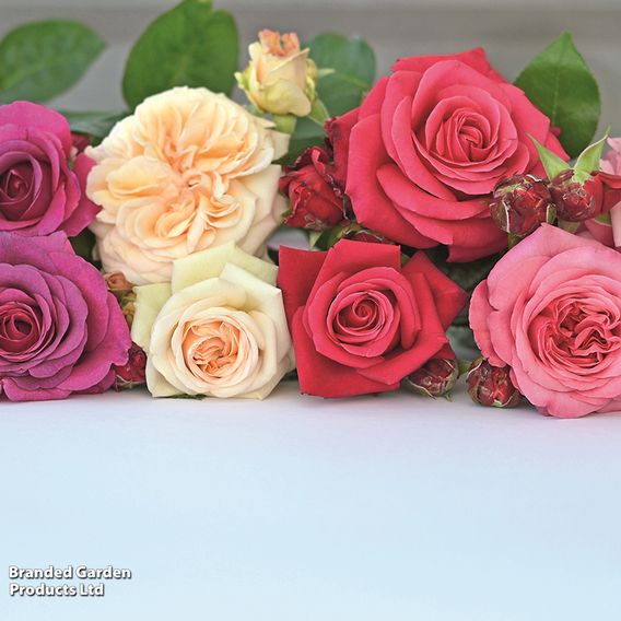 Rose 'Home Florist Timeless' Collection