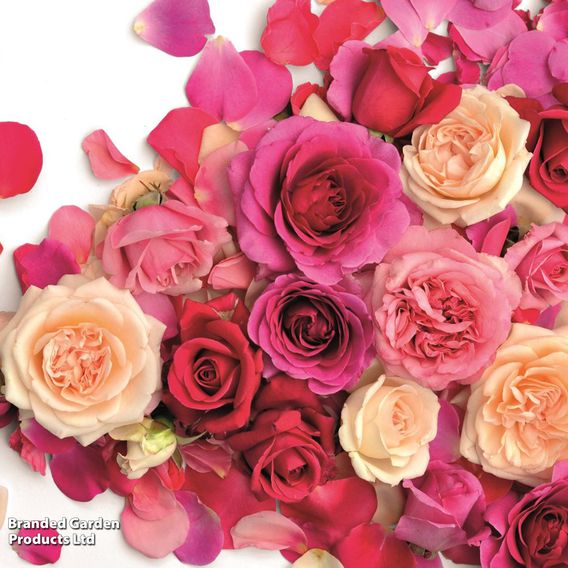 Rose 'Home Florist Timeless' Collection