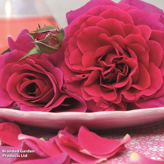 Rose 'Home Florist Timeless' Collection