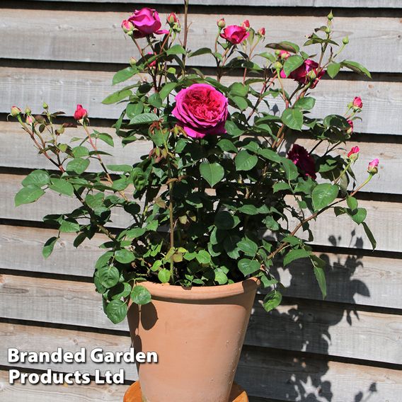 Rose 'Home Florist 'Timeless Pink' (Hybrid Tea Rose)