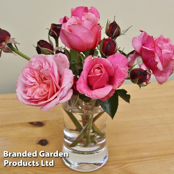 Rose 'Home Florist 'Timeless Pink' (Hybrid Tea Rose)
