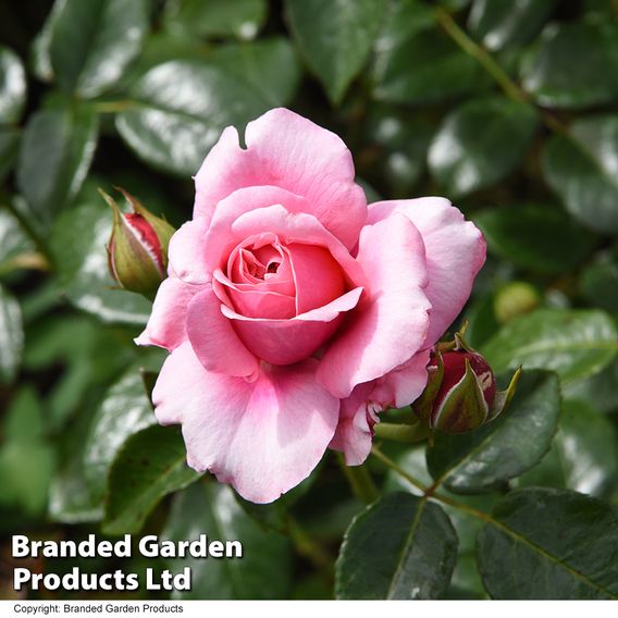 Rose 'Home Florist 'Timeless Pink' (Hybrid Tea Rose)