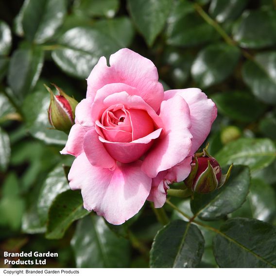 Rose 'Home Florist Timeless' Collection