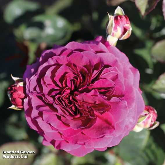 Rose 'Home Florist Timeless' Collection