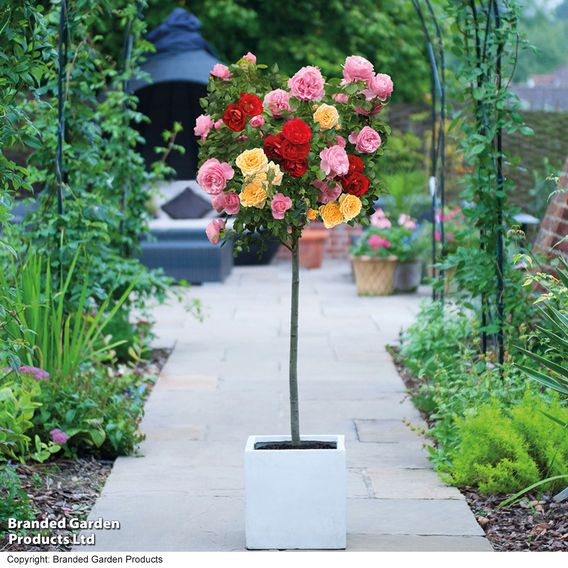 Nurseryman's Choice Rose Standard