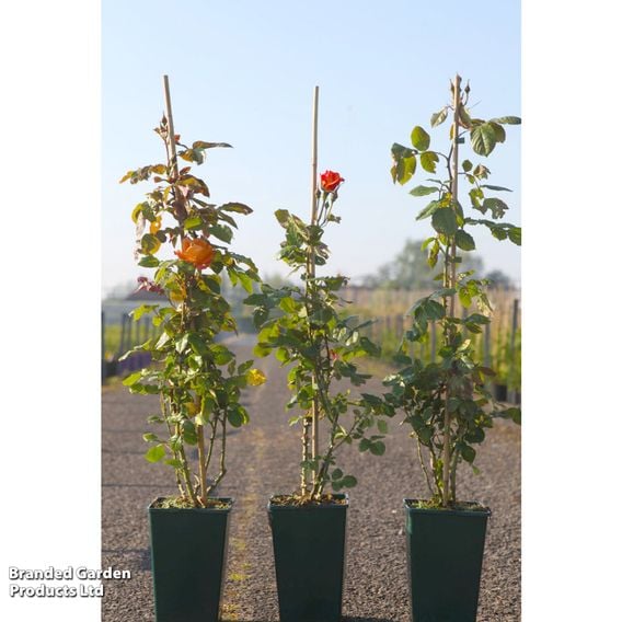 Rose 'Westerland' (Shrub Rose)