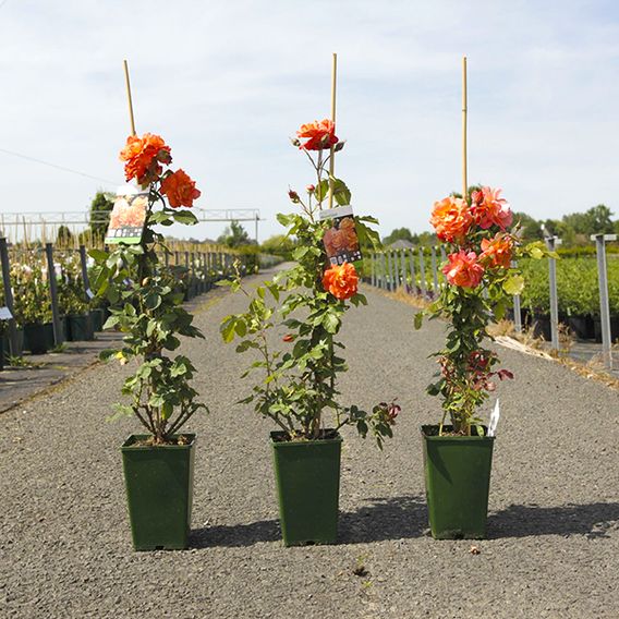 Rose 'Westerland' (Shrub Rose)