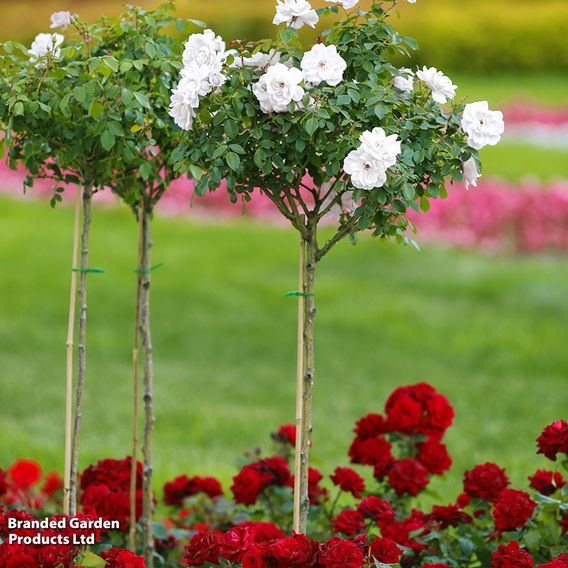 Nurseryman's Choice Rose Standard