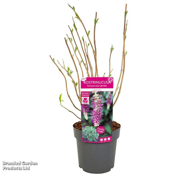 Rostrinucula dependens