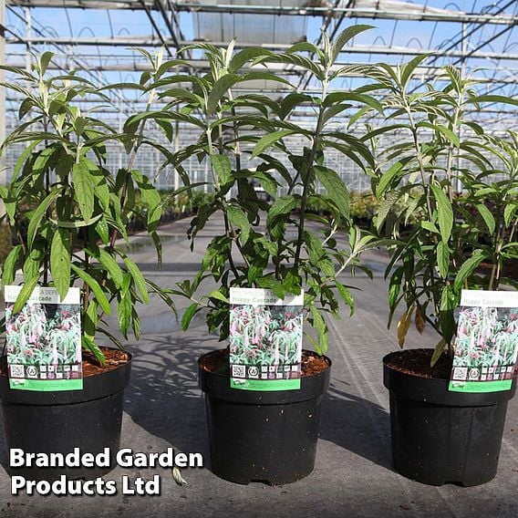Rostrinucula dependens 'Happy Cascade'