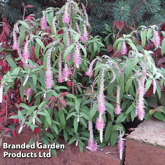 Rostrinucula dependens 'Happy Cascade'