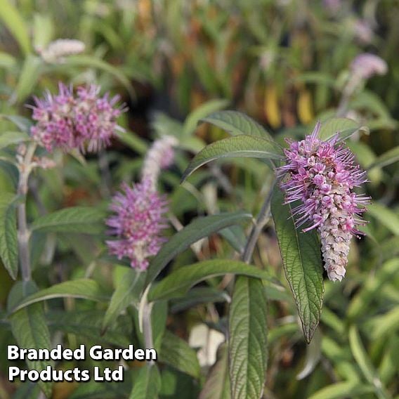 Rostrinucula dependens 'Happy Cascade'