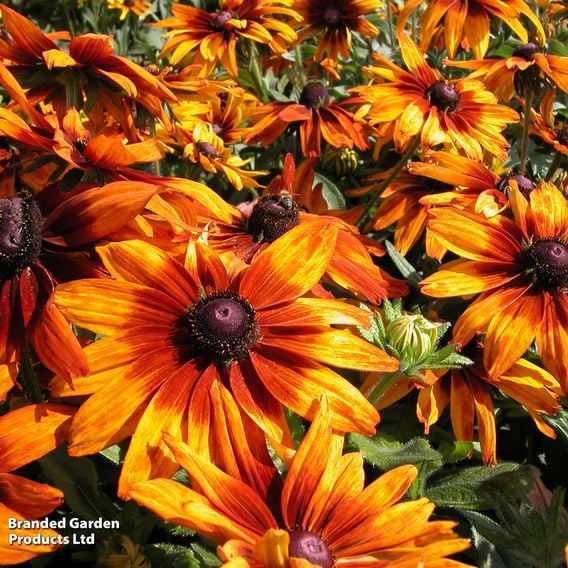 Rudbeckia 'Cappuccino'