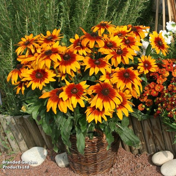 Rudbeckia 'Cappuccino'