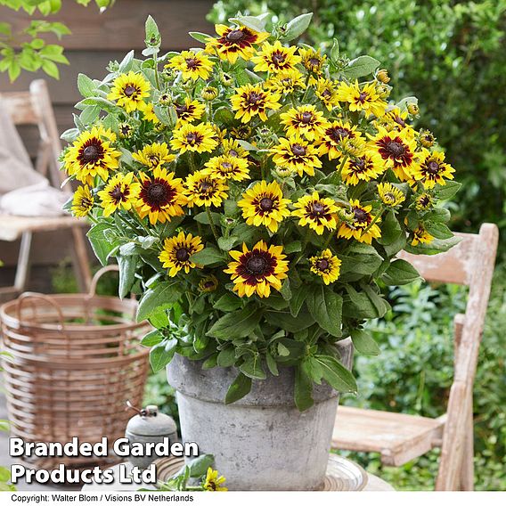 Rudbeckia 'Enchanted Cosmic Eye'