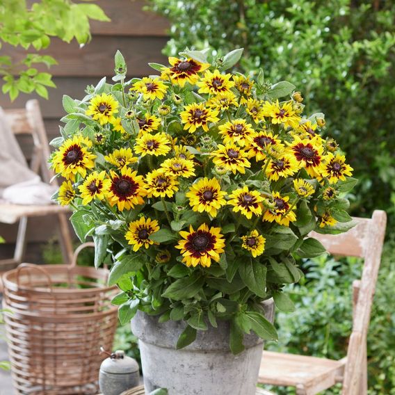 Pollinator Paradise Bundle
