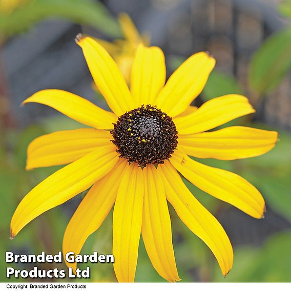 Rudbeckia fulgida var sullivantii 'Goldsturm'