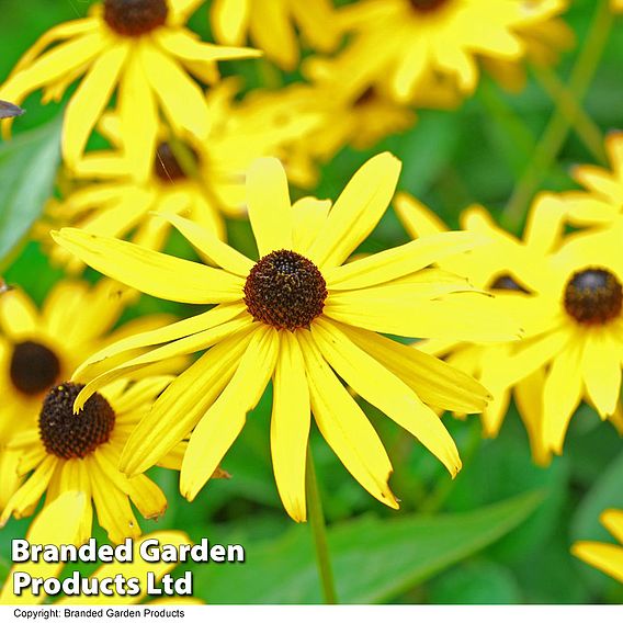 Rudbeckia fulgida var sullivantii 'Goldsturm'