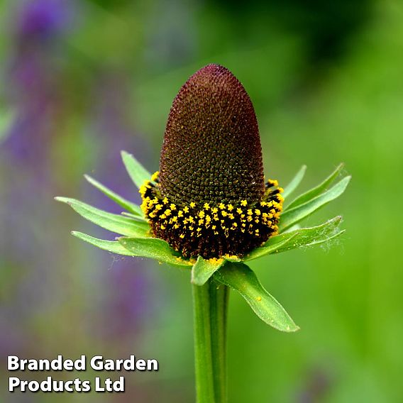 Rudbeckia occidentalis 'Green Wizard'