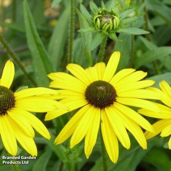 Rudbeckia fulgida 'Viettes Little Suzy'