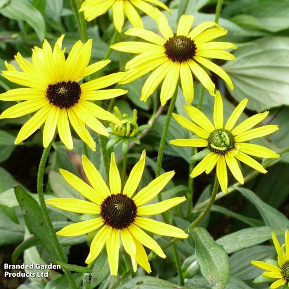 Rudbeckia fulgida 'Viettes Little Suzy'