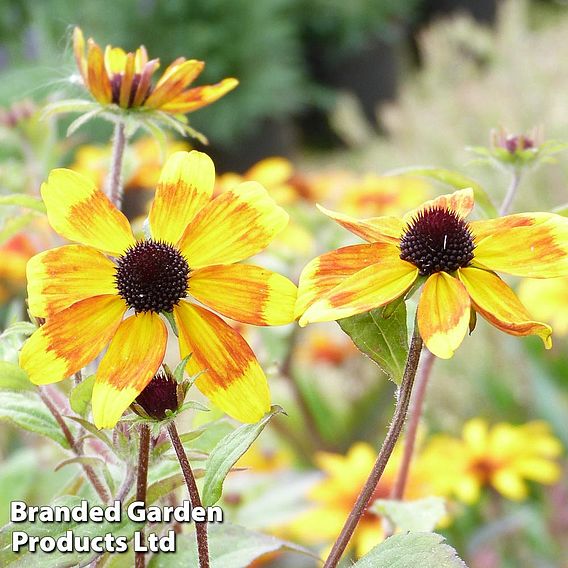 Rudbeckia triloba 'Prairie Glow'