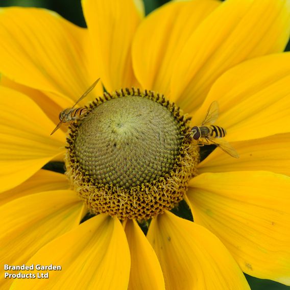 Rudbeckia hirta 'Prairie Sun'