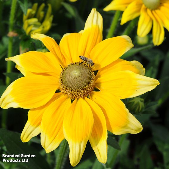 Rudbeckia hirta 'Prairie Sun'